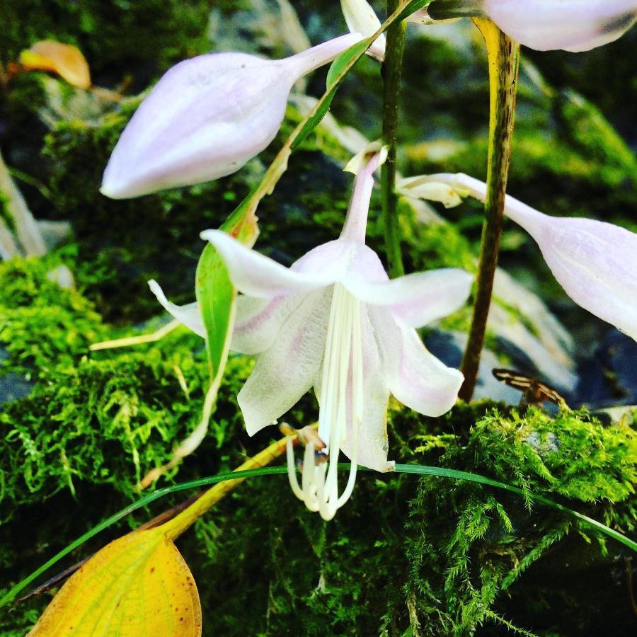 Otsu Nature Garden Akiruno Ngoại thất bức ảnh