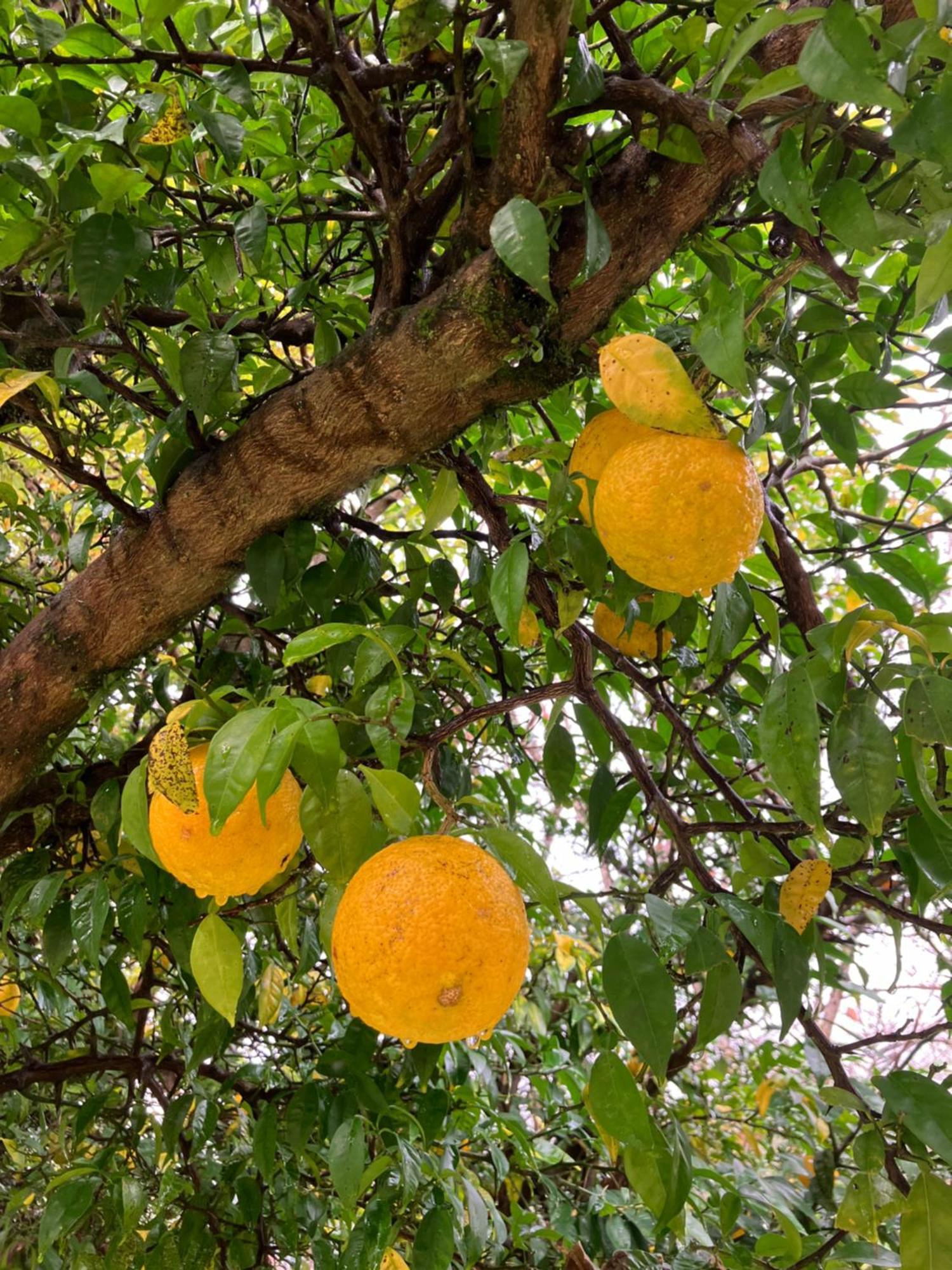 Otsu Nature Garden Akiruno Ngoại thất bức ảnh